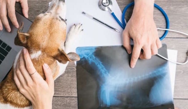 Photo of dog with vet and an xray