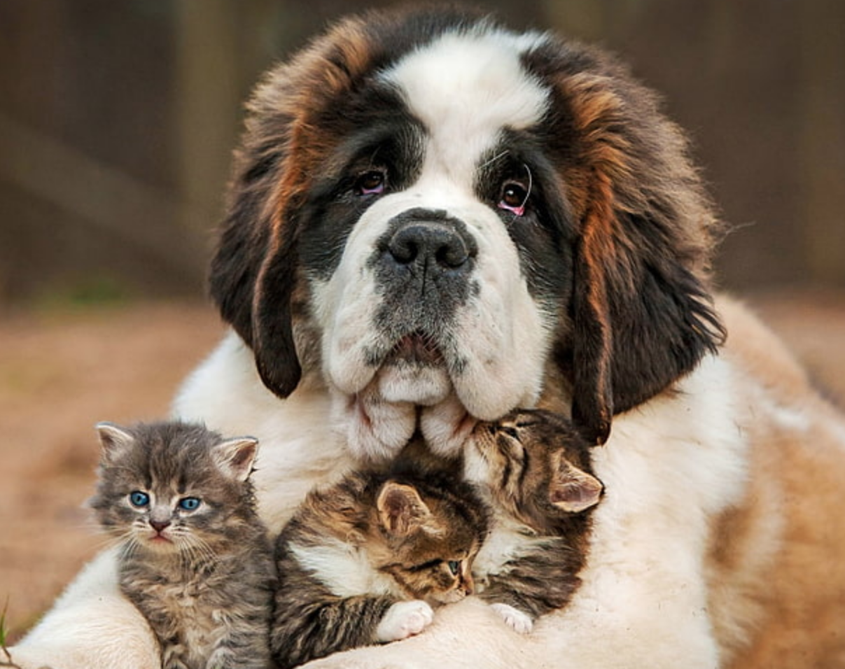Photo of St. Bernard large dog holding three kittens
