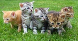 picture of 5 kittens