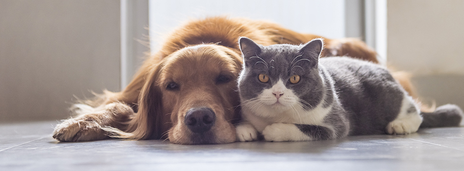 photo of a dog and cat lying down