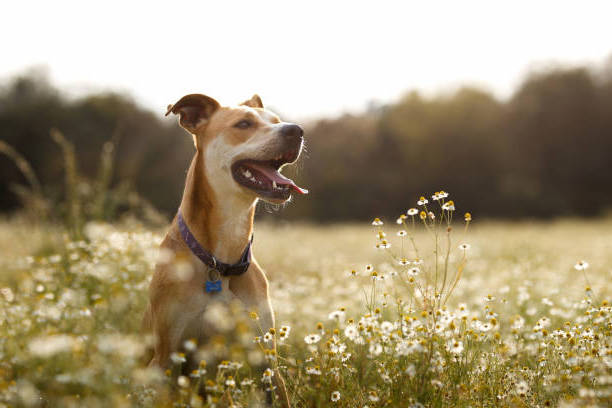 Photo of dog in field of white wildflowers