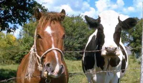Photo of a horse and cow