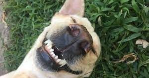 Photo of head of dog lying upside down on the grass and smiling