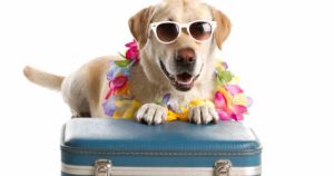 Photo of dog wearing a lei and sunglasses leaning on a suitcase