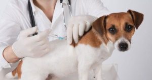 Photo of vet giving dog his vaccination shot