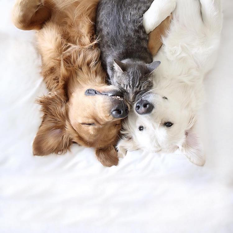image of two dogs and kitten on bed