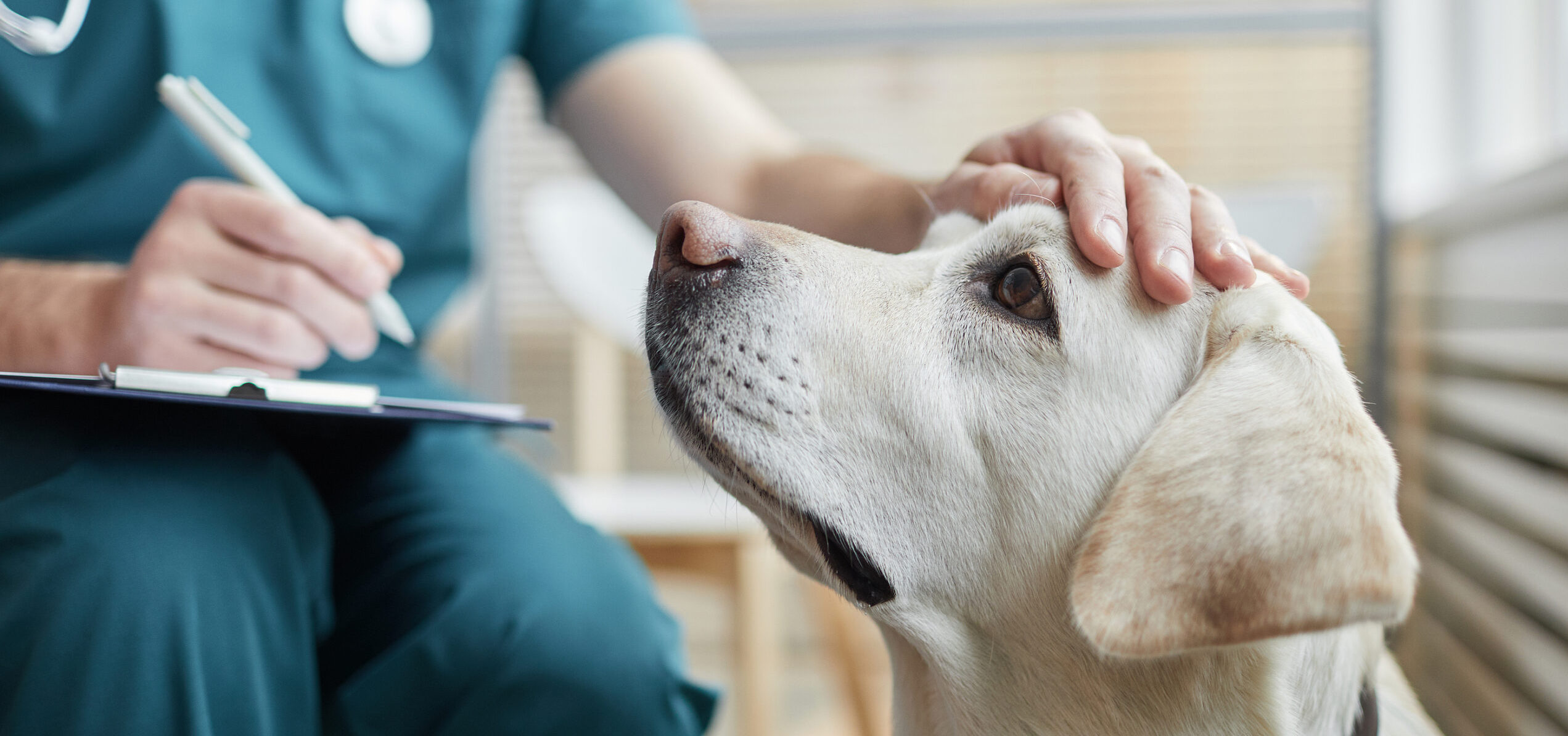 photo of white lab dog being checked by vet