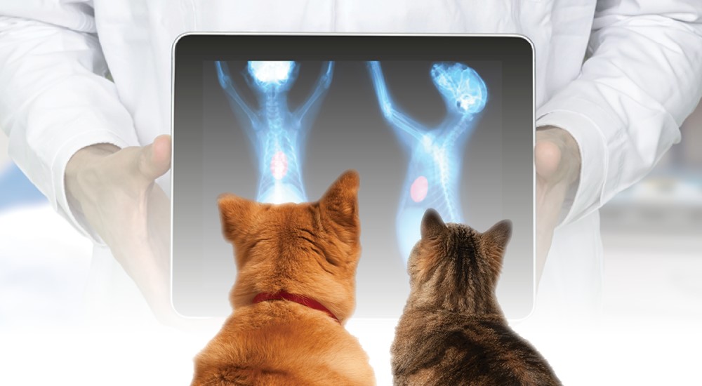 photo of dog and cat look at their xrays vet is holding